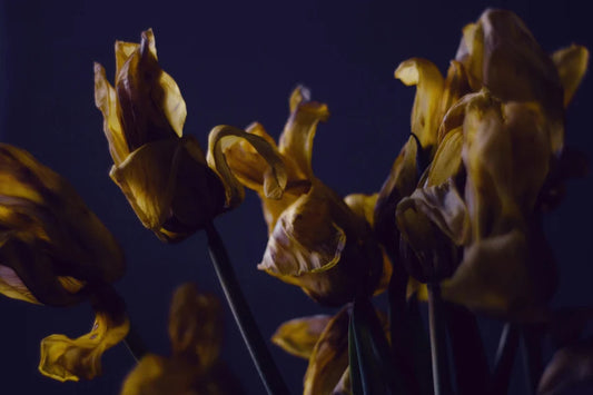quelle plante donne de l'énergie ?