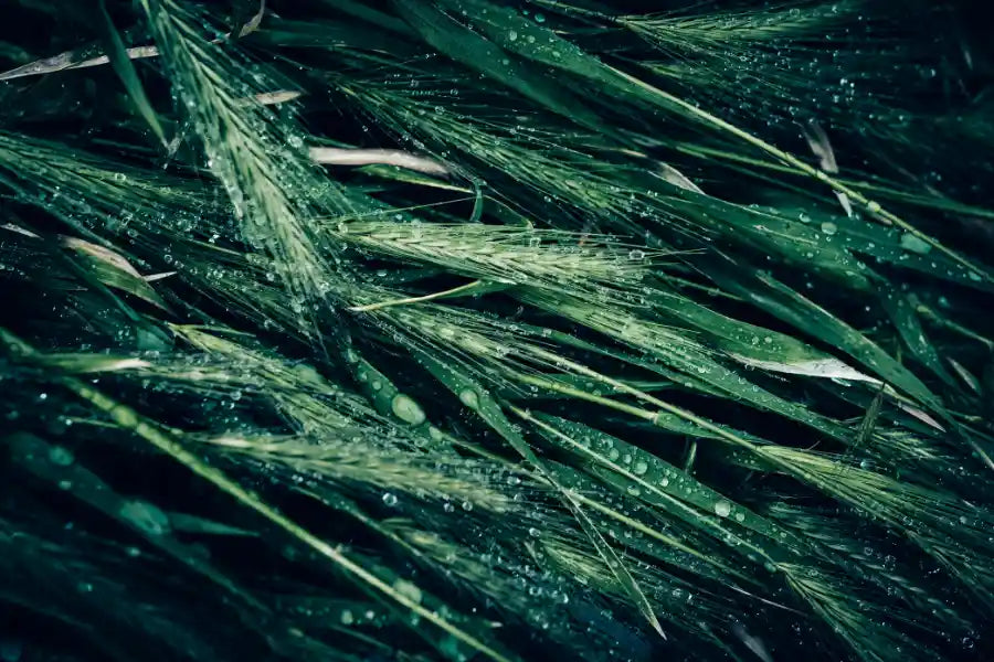 quelle plante pour l'intestin irritable ?