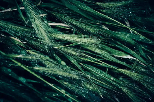 quelle plante pour l'intestin irritable ?